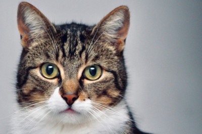 5 Mind-Blowing Facts About Cats That Will Leave You in Awe