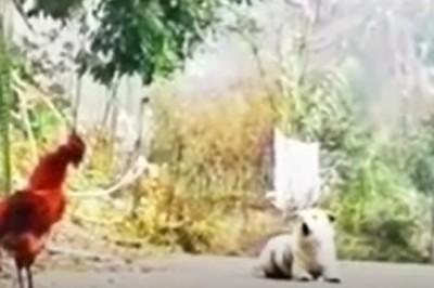 Barking Up a New Talent: Hilarious Video Shows Dog Unexpectedly Imitating a Rooster's Crow!