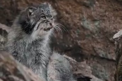 Buckle Up for a WILD Ride of Laughter with this Outrageously Funny Video of a Mischievous Wild Cat!
