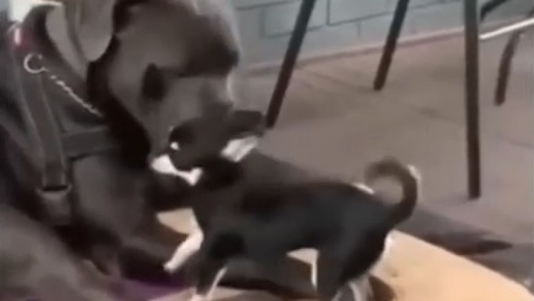 HILARIOUS Dog Pushes Tiny Pup to the Max - This Epic Showdown Will Leave You in Stitches!