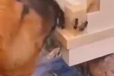 Hilarious Dog Vs. Bees: When Tiny Furry Daredevils Go Tony Stark!