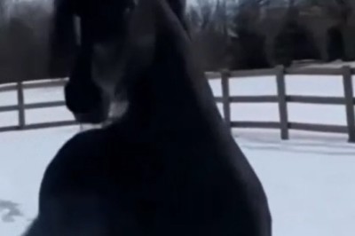 Hold Your Breath! Witness the Incredibly Gorgeous Horse with Unbelievable Charisma!