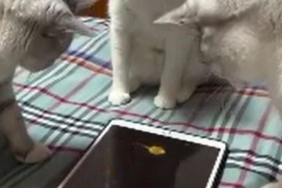 Pawesome Playtime: Three Hilarious Cats Go Bonkers on a Tablet!