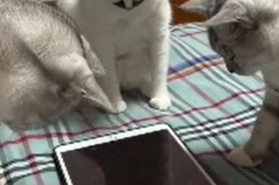 Pawsome Entertainment Alert! These Three Tech-Savvy Cats Have Mastered the Art of Tablet Gaming!