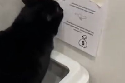 Purrrfectly Hilarious: Watch a Clever Cat Get Lost in the World of Wall Street - The Funniest Video You'll See Today!