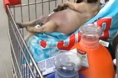 Supermarket Shenanigans: Dog Secretly Masters Art of Shopping!