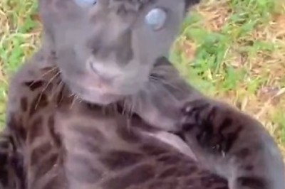 Unleash Your Inner ROAR of Laughter with this Hilarious Video of a Small Tiger Acting Like a Kitten!