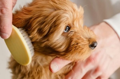 Unlock the Secret to a Dog with a Celeb-Worthy Coat - Gleaming Coats and Radiant Health!