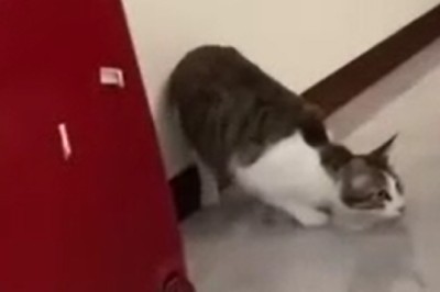 Cat Olympics: Witness the Hilarious Stomping Sprint That Leaves Us in Awe!