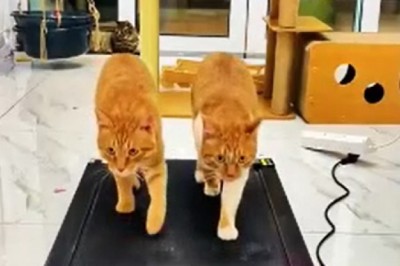 Hilarious Hilarity Ensues: Cats Take Over Electric Treadmills!