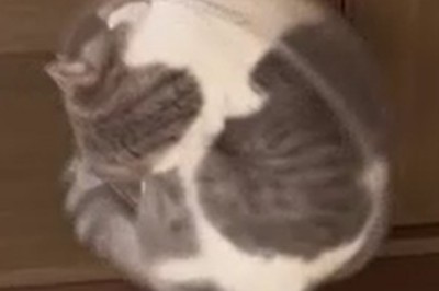 Pawesome Moments: Hilarious and Unforgettable Pranks By Our Adorable Pets!