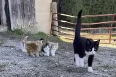 The Adorable Cat Club: Watch the Hilarious Shenanigans of a Momma Cat and Her Playful Kittens!
