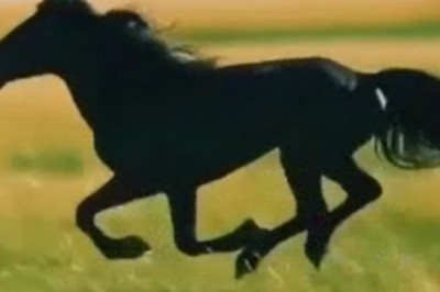 Unbelievable! Witness the Unparalleled Strength of the Mysterious 'Herculean Horse' in Action!