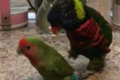 Unleashing Feathered Rhythm: Hilarious Parrot's Sensational Dance with His Feathered Lady!