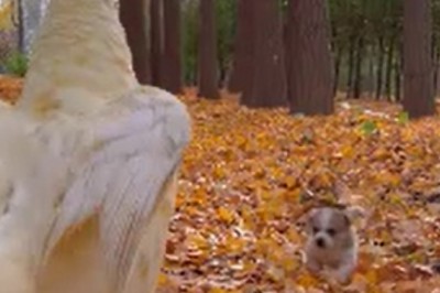 Unlikely BFF Alert: The Hilarious Friendship Between a Goose and a Small Dog Will Melt Your Heart!