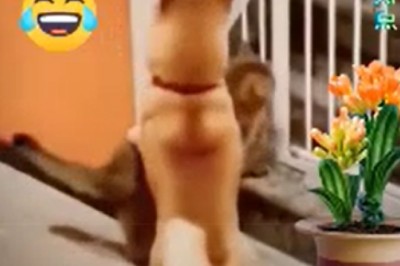 Unlikely Duo: Dog Plays Fishing Assistant to a Clever Cat!