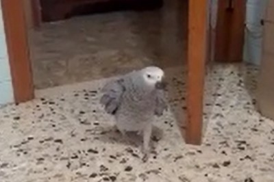 When a Parrot Becomes the Life of the Party: Hilarious Video of a Feathered DJ Grooving to the Beat!