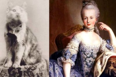 Woman Adopts Kitten with Unstoppable Growth, Leaves People Questioning If It's Even a Cat