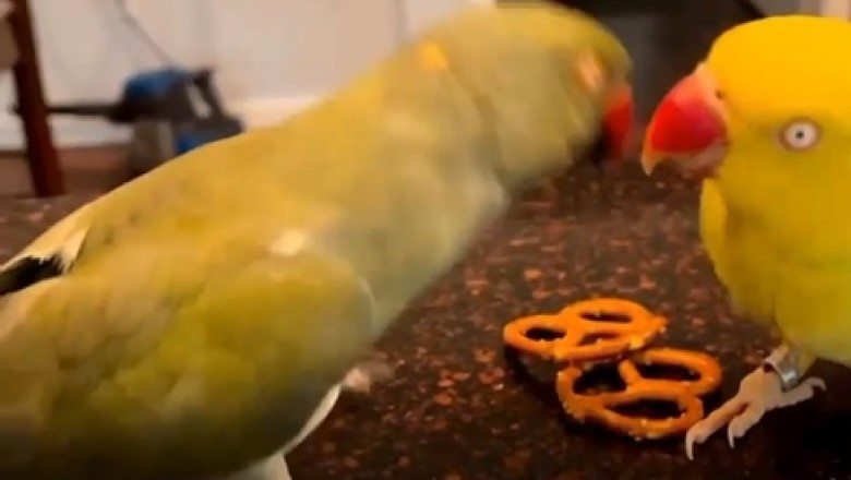 Feathered Romance! Watch the Adorable Moment a Parrot Kisses His Feathered Girlfriend!