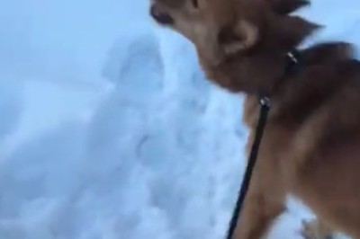 Hilarious and Heart-Stopping! Watch as a Brave Dog Faces Off Against a Ferocious Bear!