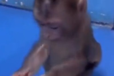 Hilarious Monkey Goes Bonkers Over Fruit Bonanza!
