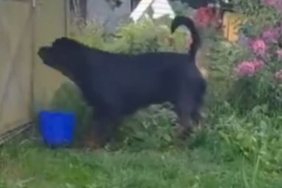 Hilarious Rottweiler Mastermind Escapes by Miniature Door Crack!