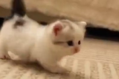 Laugh Out Loud with this Hilarious Kitten Compilation!