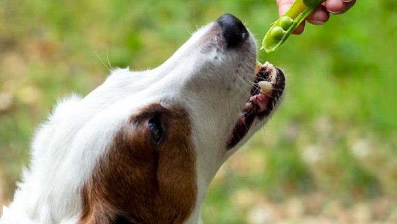 Peas for Pups: The Surprising Superfood You Need to Add to Your Dog's Diet NOW!
