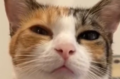 Purr-fectly Hilarious: This Lovely Cat's Comedy Skills Will Have You Rolling with Laughter!