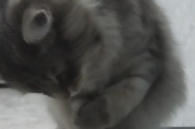 Rolling in Laughter! Watch This Hilarious Video of a Cat Tackling the Art of Eating...in Slooooooow Motion!