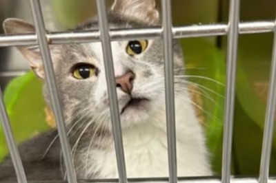 The Heartbreaking Story of Finnegan: Abandoned for Scratching a Carpet