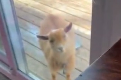 Tiny Capricorn Comedians Attempt Hilarious House Invasion: Prepare for Uncontrollable Laughter!