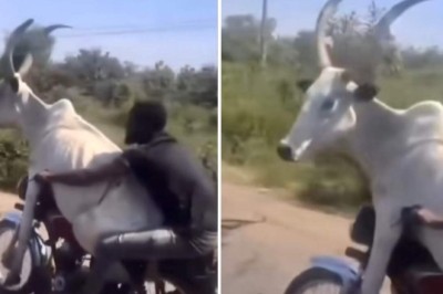 Unbelievable: Man Defies Odds, Transports Cow on Motorbike!