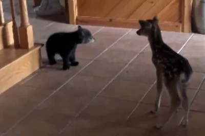 Unlikely Roommates: Hilarious Adventures of a Bear and a Deer Living Under One Roof!