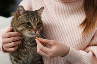 5 Genius Tricks for Giving Medication to Your Cat: Ensuring Treatment Success!