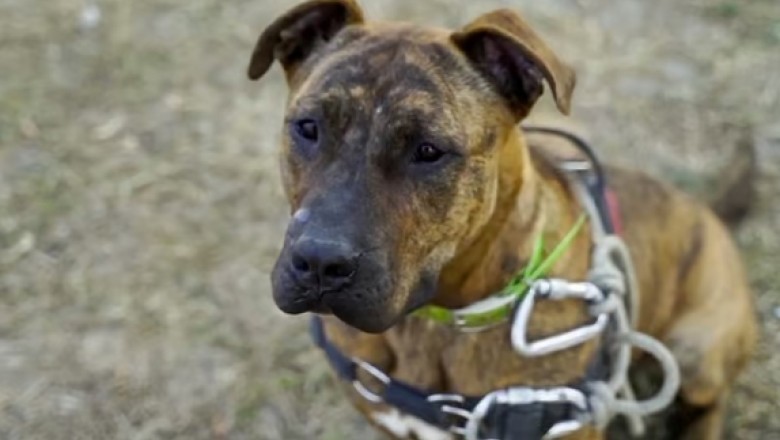 576 Days of Longing: Eli's Plea for a Forever Home Will Break Your Heart