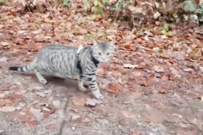 Hilarious Cat with a Nose for Trouble!