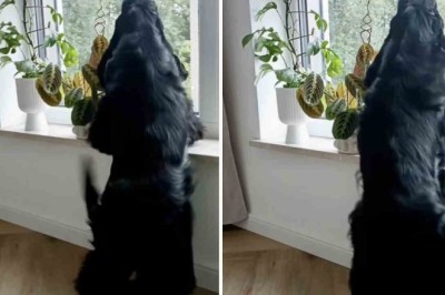 Unleashing the Hilarious Lambada Skills of an Unexpected Dance Star - You Won't Believe Your Eyes!