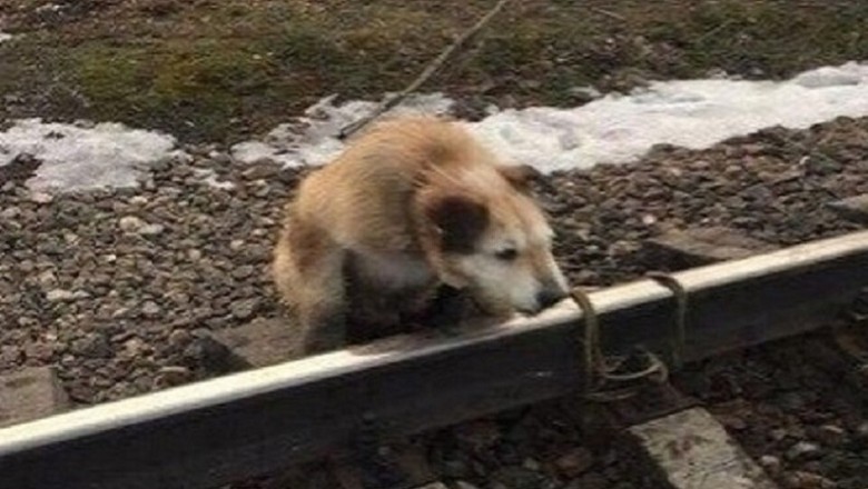 Heartwarming Rescue: Train Driver Saves Abandoned Dog from Tragic Fate