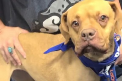 Meet Arabella, the Plush Toy Extraordinaire: From Anxious Pup to Internet Sensation!