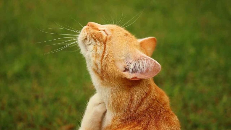 Say Goodbye to Pet Allergies: Your Complete Guide to Enjoying Cats and Dogs Without Sneezing!