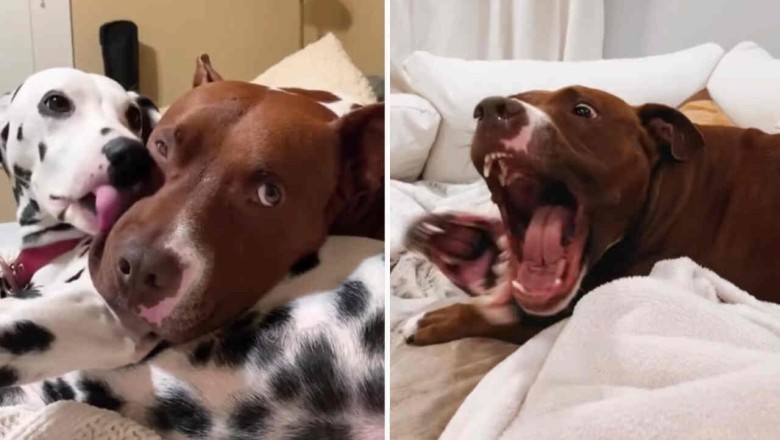 The Hilarious Video That Shows Why Having Multiple Dogs is Pure Joy!