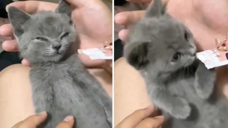 Unleash the Joy: This Hilarious Video of Dogs, Cats, Ducks, Goats, and a Pig Will Make Your Heart Smile!