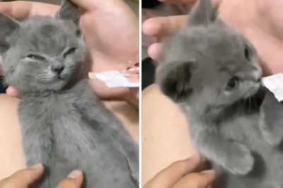 Unleash the Joy: This Hilarious Video of Dogs, Cats, Ducks, Goats, and a Pig Will Make Your Heart Smile!