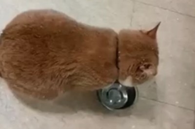 Claws of Percussion: Hilarious Cat Transforms Steel Plate into a Musical Masterpiece!