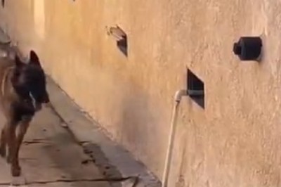 Epic Fail! Hilarious Shepherd Attempts to Enter an Opening in the Wall