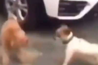 Paws and Motion: Hilarious Dance-Off Between Two Energetic Dogs Leaves Everyone in Fits of Laughter!