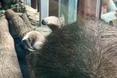 Unbelievable Discovery! Witness the Hilarious Encounter with a Mysterious Creature Inside a Cage!