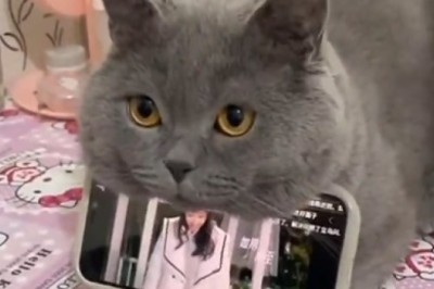 When Fluffy Took Over: Side-Splitting Cat Holds Phone, Girl Can't Contain Laughter!