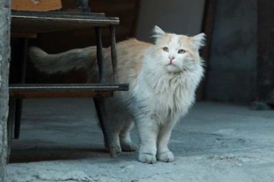 6 Expert-Backed Tips to Help Your Elderly Cat Live a Longer and Happier Life